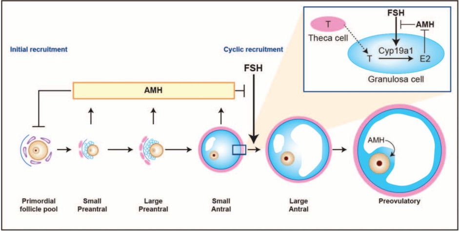 Schematic model of AMH actions in the ovary.png